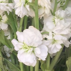 Meet your Posher, Myra